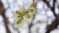 Young willow flowers blooming in the spring Royalty Free Stock Photo