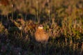 A young willow ptarmigan or grouse hiding among willows in Canada's arctic tundra Royalty Free Stock Photo