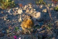 A young willow ptarmigan or grouse standing among rocks in Canada's arctic tundra Royalty Free Stock Photo