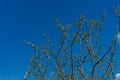 Young willow shoots against the blue sky. Flowering willow