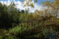 Young willow shoots grow from the trunks of broken and fallen willow trees