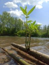 young willow shoots growing from a severed branch in the river