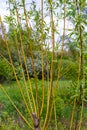 the young willow shoots have already changed color in the spring, spring sunny day