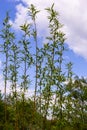 the young willow shoots have already changed color in the spring, spring sunny day