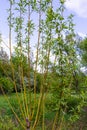 the young willow shoots have already changed color in the spring, spring sunny day