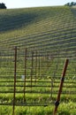 Young wine field Royalty Free Stock Photo