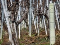 Young wine grapes details