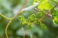 Young wine grapes in vineyard in the spring time.