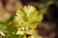 Young wine leaves blur background