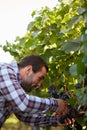 Young winemaker harvesting grapes