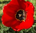 Young wingless Egyptian small locust Royalty Free Stock Photo