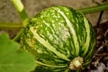 Young pumpkin on the vine Royalty Free Stock Photo