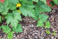 Young winter squash plant growing in organic vegetable garden with bark mulch Royalty Free Stock Photo