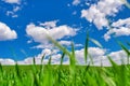 Young winter wheat in a field against a blue sky. Green grass in early spring Royalty Free Stock Photo