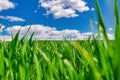 Young winter wheat in a field against a blue sky. Green grass in early spring Royalty Free Stock Photo