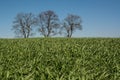 Young winter wheat on the field. Royalty Free Stock Photo