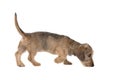 Young wirehaired dachshund sniffing around seen from the side