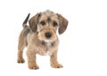 Young wirehaired dachshund standing looking at the camera with waging tail Royalty Free Stock Photo