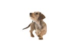 Young wirehaired dachshund walking around looking up