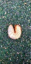 Young Witchetty Grub Royalty Free Stock Photo