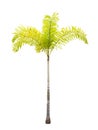 Young Wodyetia bifurcata palm tree isolated Royalty Free Stock Photo