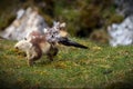 Young wolf with a bird carcass in its mouth in the Svalbard tundra in Norway