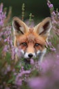 Young wolf in heather. AI generated. Royalty Free Stock Photo