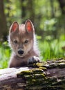 Young wolf pup