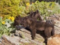 Young wolf pups timber wolf