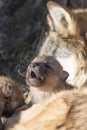 Young wolf pups holding by mother Royalty Free Stock Photo