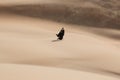 Young woman in Abaya posing in desert landscape. Royalty Free Stock Photo