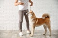 Young woman with adorable Akita Inu dog. Champion training