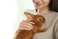 Young woman with adorable rabbit, closeup. Lovely pet