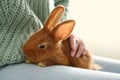 Young woman with adorable rabbit, closeup. Lovely pet