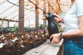 Young woman agronomist inspecting plants in greenhouse