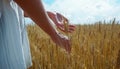 A young woman agronomist in a white shirt touches spikelets among a golden wheat field. Hands close up. Place for text Royalty Free Stock Photo