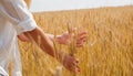 A young woman agronomist in a white shirt touches spikelets among a golden wheat field. Hands close up. Place for text Royalty Free Stock Photo