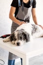 Young woman in apron grooming a dog at home Royalty Free Stock Photo