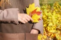 Young woman with autumn leaves in hand and fall yellow maple gar Royalty Free Stock Photo