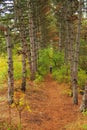 Young woman with bagpack walking in autumn wood