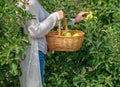 Young woman with a basket of ripe green apples in the Summer Royalty Free Stock Photo