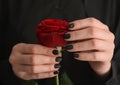 Young woman with beautiful manicure holding red rose, closeup Royalty Free Stock Photo