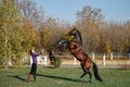 Young woman and beautiful sorrel stallion rearing up in field outdoors, copy space. Royalty Free Stock Photo