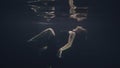 Young woman in black dress swimming underwater in pool while video shooting