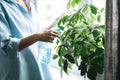 Young woman in blue shirt with spray with water in hands takes care of houseplant in living room at home Royalty Free Stock Photo