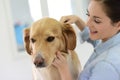 Young woman brushing dog's hair Royalty Free Stock Photo