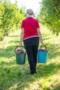 Young woman with bucket of apples in apple orchard Royalty Free Stock Photo