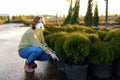 Young woman choosing and buying thuja in garden center in early springtime. Landscaping design. Season of planting