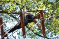 Young woman climbing in adventure rope park