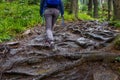 Young woman climbing on forest trail with roots Royalty Free Stock Photo